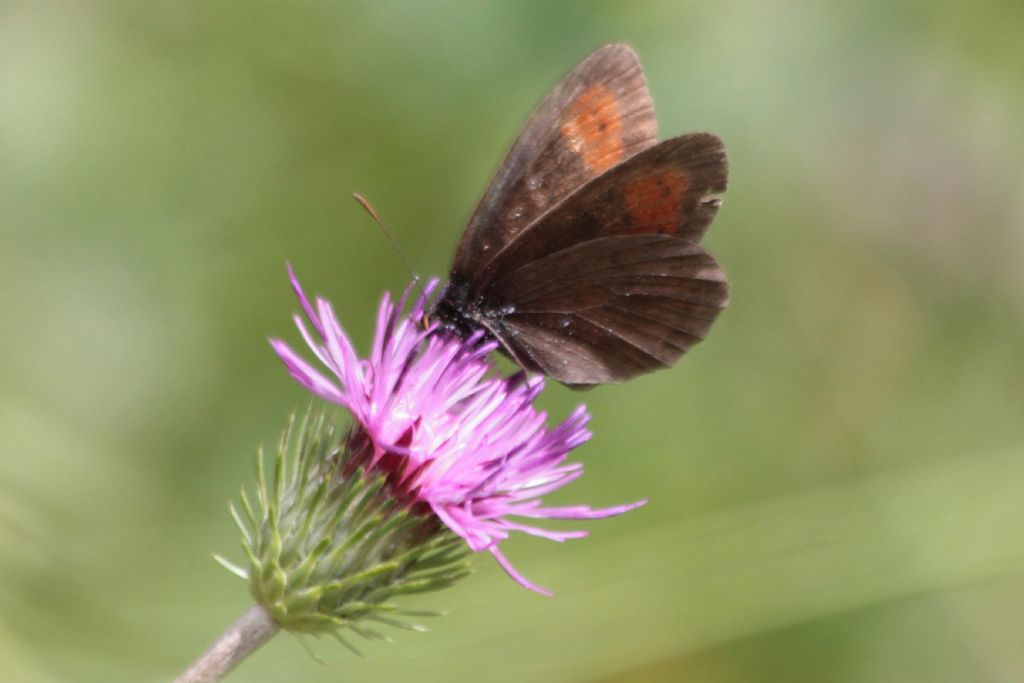 Erebia piuttosto consunta: Erebia euryale